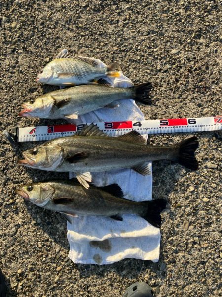 エビ撒きでハネ釣り