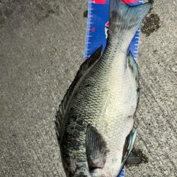 魚津港フカセ夜釣り