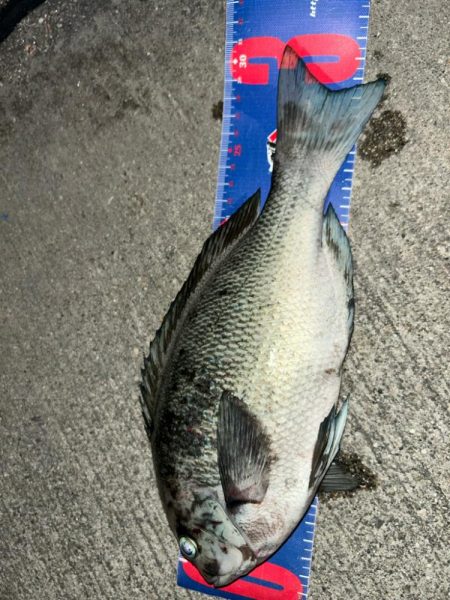 魚津港フカセ夜釣り