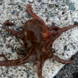 タコは気まぐれ 4