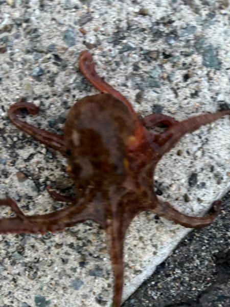 タコは気まぐれ　4