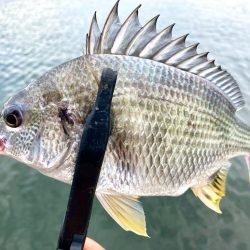 キビレの活性MAX‼️