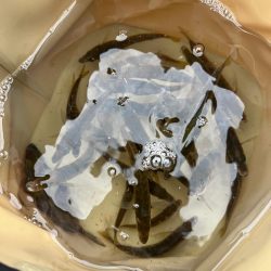 サビキと大サバ調査