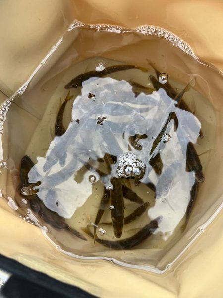 サビキと大サバ調査