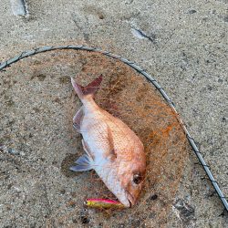 ショアレッドとクロダイ