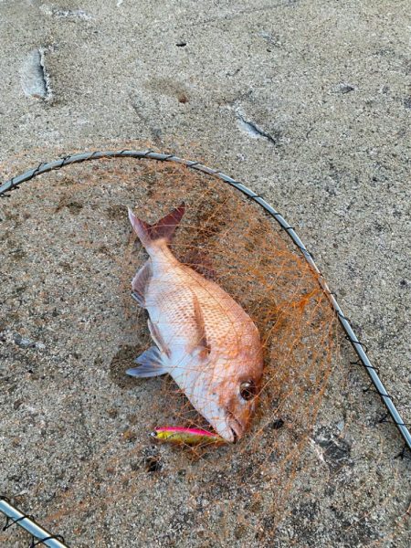 ショアレッドとクロダイ