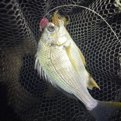 淀川ブリームゲーム