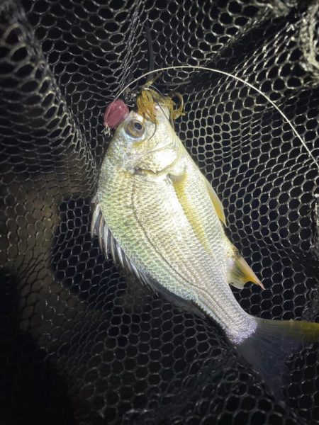 淀川ブリームゲーム