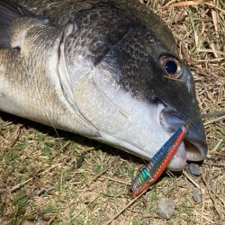 ナイトチニング