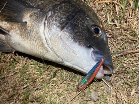 ナイトチニング