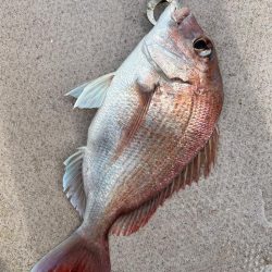 タイラバからのジギング 鳴門