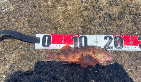 M:I:Ⅳ-シロギスタベラバカリ