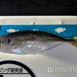 まだまだいけそうですね