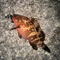 久しぶりの釣果