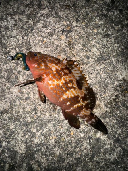 久しぶりの釣果