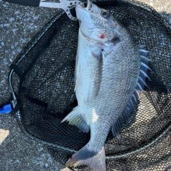 12時前後のチニング