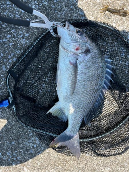 12時前後のチニング