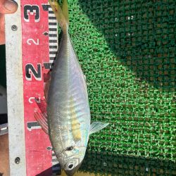 斎藤丸さんで昼アジ便