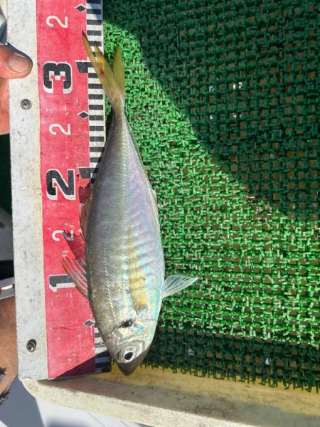 斎藤丸さんで昼アジ便