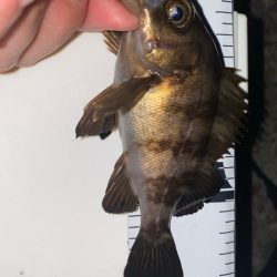 ガシラ入れ食い