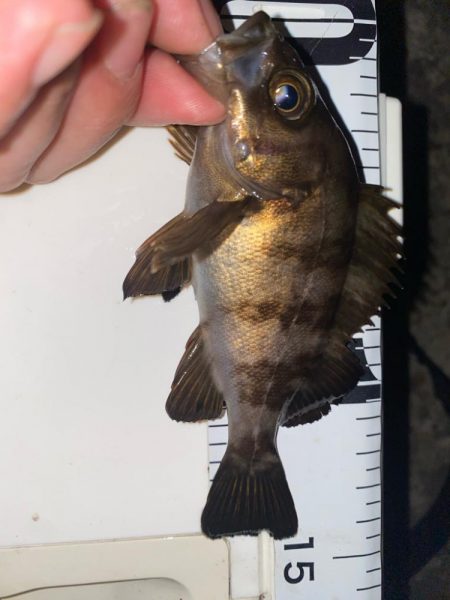 ガシラ入れ食い