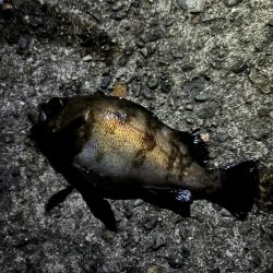 まさかの太メバル