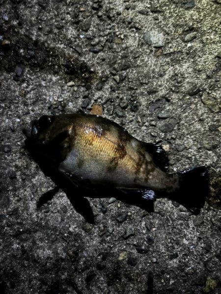 まさかの太メバル