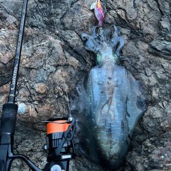 サクッと朝マヅメのみ短時間勝負