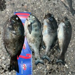 福井市鷹巣地磯フカセ釣り