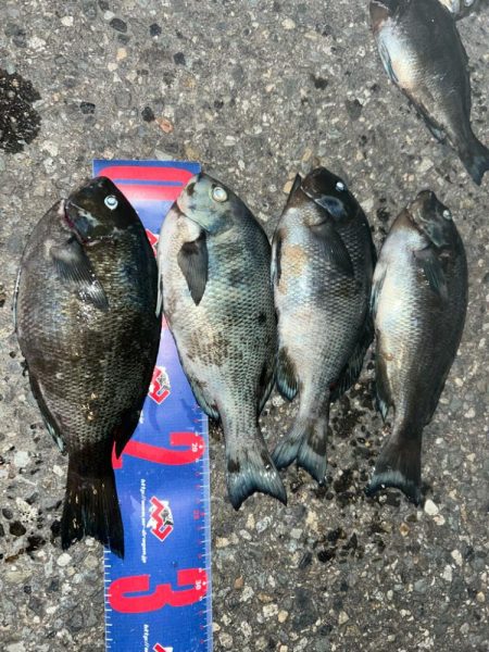 福井市鷹巣地磯フカセ釣り