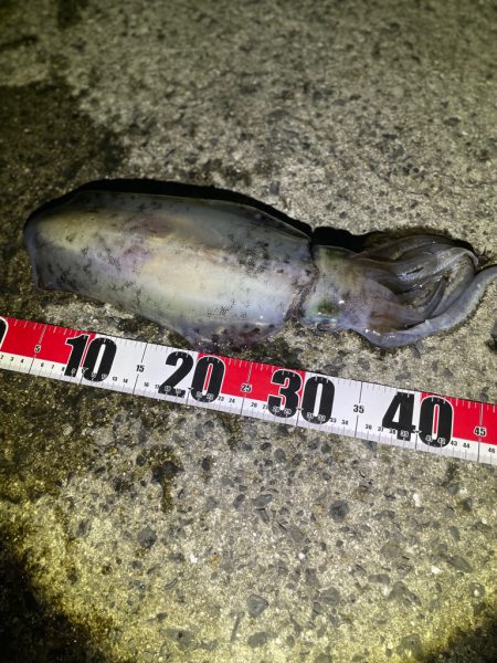 春イカウキ釣り