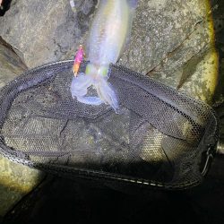 春イカエギング香住う