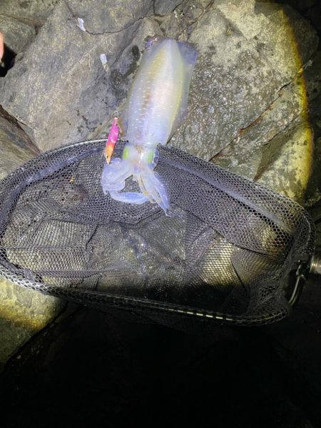 春イカエギング香住う