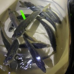 安定して釣れてました