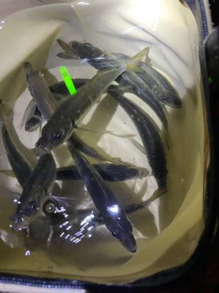 安定して釣れてました