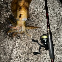 二夜連続エギング