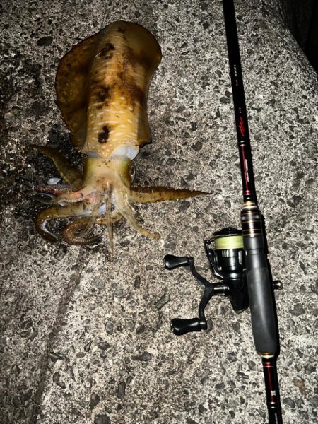 二夜連続エギング