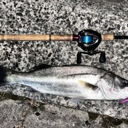 6月初シーバス!!