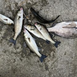 エビ撒きでセイゴの活性高いです