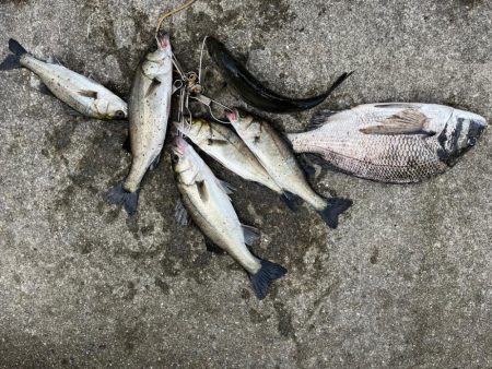 エビ撒きでセイゴの活性高いです