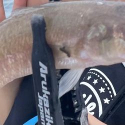 アジは何処（苦笑）