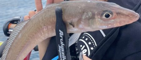 アジは何処（苦笑）