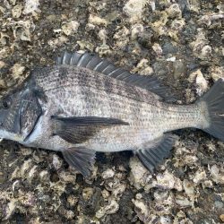 久しぶりの磯釣り