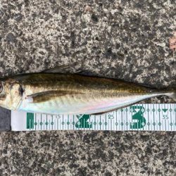 自作の仕掛けで(*’ω’*)