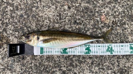 自作の仕掛けで(*’ω’*)