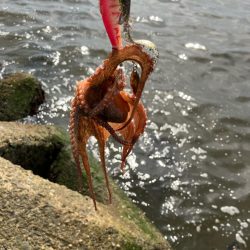 タコ釣り