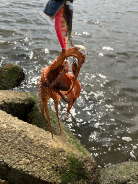 タコ釣り