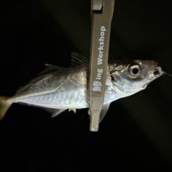 湾奥調査続行中