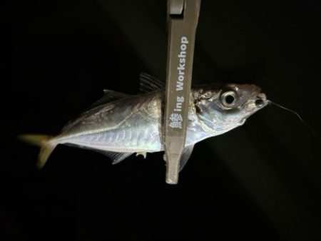 湾奥調査続行中