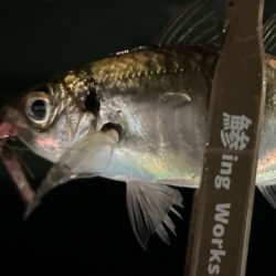 今日も元気にアジ探し